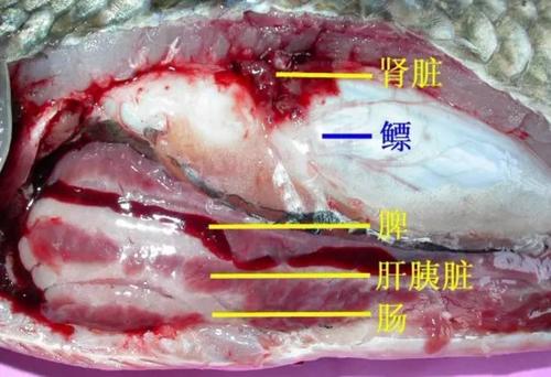 小龙虾鱼虾蟹鳖解剖图大全收藏
